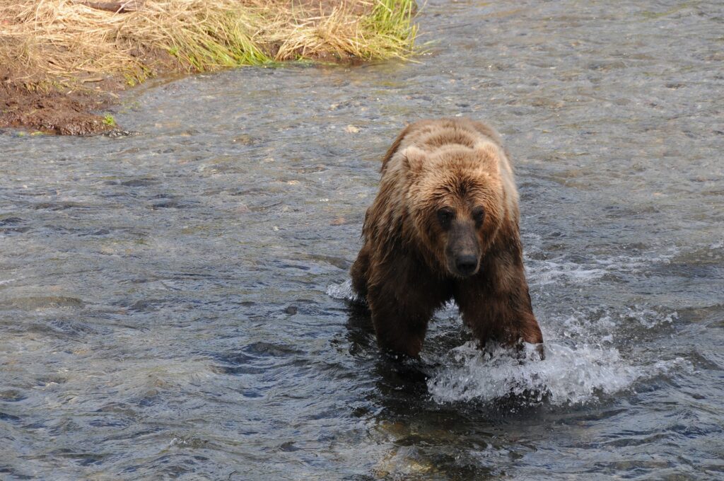 Grizzly Bear in Katmai National Park
